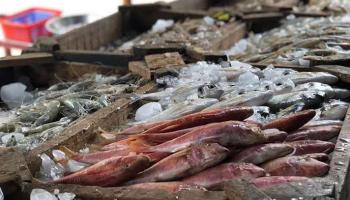 سوق للأسماك - أرشيفية