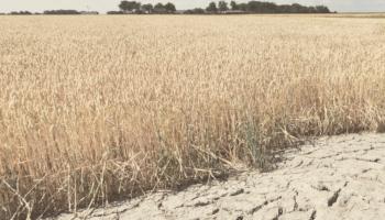الجفاف يهدد محاصيل الحبوب - أرشيفية