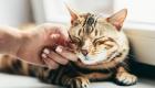 مطالعه جدید: انسان‌ها اغلب صداها و رفتارهای گربه‌ها را اشتباه تفسیر می‌کنند
