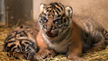 Vidéo. Un zoo français accueille de rares bébés tigres de Sumatra
