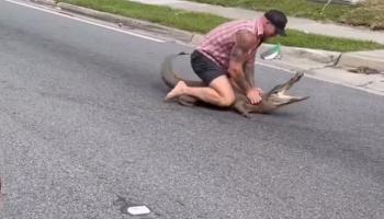 Vidéo : Un héros maîtrise un énorme alligator en fuite dans les rues de la Floride
