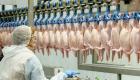 Fahiş fiyatlı tavuk etine ihracat kısıtlaması geldi 