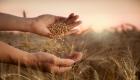 بذور مقاومة للجفاف.. «القمح الجملي» ينقذ المغرب من مآسي تغير المناخ