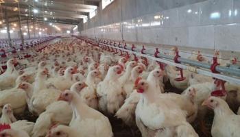 دعوات لمقاطعة الدجاج في الأردن