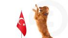 Türkiye'nin 3 büyükşehrinde başıboş köpek sayısı
