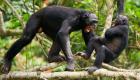 مطالعه رابطه بین شامپانزه‌ها و جنگ میان انسان‌ها را کشف کرد!