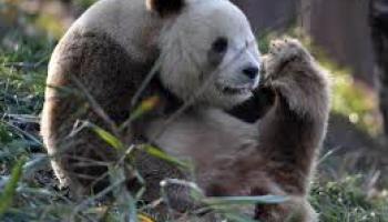 Vidéo - Rare Apparition : Panda brun capturé en vidéo dans le Shaanxi en Chine