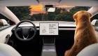 نظام جديد للحيوانات الأليفة في سيارات تيسلا.. حماية كاملة مع «دوج مود»