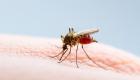 La France face à une crise de dengue : les cas importés atteignent des niveaux record