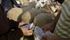 Aid el adha: prix des moutons en Algérie, conseils et lieux d'achat 