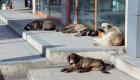  Sokak köpekleri uyutulacak mı? Yasa meclise geldi mi