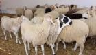 Aïd El-Adha : les prix des moutons en Algérie