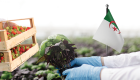 INFPGRAPHIE/Chiffres sur la production agricole en Algérie en 2023