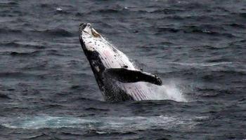 Australie : Sauvetage d'une baleine échouée