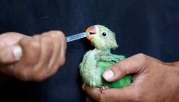 Canicule en Inde : Un vétérinaire soigne les oiseaux affaiblis
