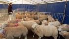 Aïd Ek-Adha en France : ce qu'il faut savoir sur l'abattage des moutons .. Comment, où..