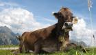 Surprise avant l'Aïd : Les dessous des ventes de bovins français en Algérie