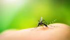 Sivrisineklerden Korunmanın 5 Etkili Yolu