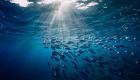 مفاجأة «فاو» بشأن الإنتاج السمكي.. قفزة نحو «التحول الأزرق»