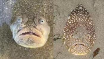 سمكة Stargazer
