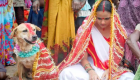 زن هندی برای پایان دادن به «بدشانسی» با یک سگ ازدواج کرد