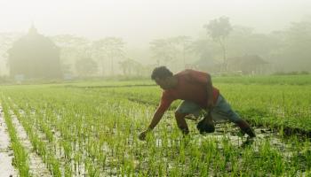 الزراعة بالاستمطار