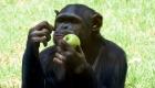 کشف شباهت‌ جدید میان انسان و میمون: هر دو به شانس اعتقاد داریم!