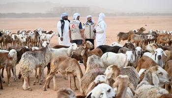 مشروع الأضاحي في مدينة أم جرس التشادية