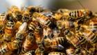 زنبورهای عسل می‌توانند ابتلا به سرطان ریه را تشخیص دهند!