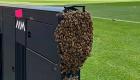 يورو 2024.. النحل يثير الذعر في ملعب مباراة ألمانيا ضد المجر (صور)
