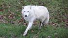 France: Drame au zoo de Thoiry... Une femme de 36 ans attaquée par des loups
