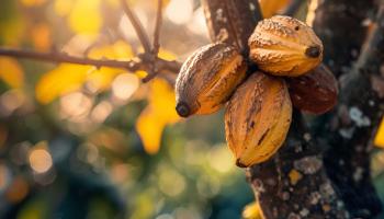 محصول الكاكاو