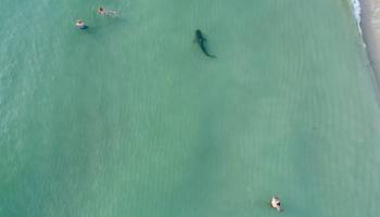 Un requin surprend les baigneurs à Miami, aux États-Unis (Vidéo)