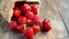 Le Maroc se classe parmi les 10 premiers producteurs mondiaux de fraises