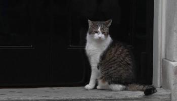 Vidéo - Le nouveau premier ministre britannique Keir Starmer congratulé par son futur chat Larry