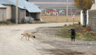 Sokak köpeklerini uyutma seçeneğinde değişikliğe gidildi