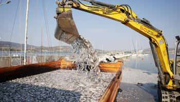 des milliers de poissons morts envahissent le port touristique de Volos