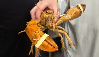 Une langouste orange ultra-rare sauvée d'une poissonnerie et relâchée dans l'océan à New York