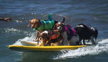 Surf et Pattes : Le Surf Dog Surf-A-Thon 2024 à San Diego