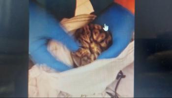  تهريب أفعى في مطار بن غوريون