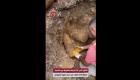 عمرها 109 أعوام.. العثور على 18 قذيفة غير منفجرة في جاليبولي التركية (فيديو)