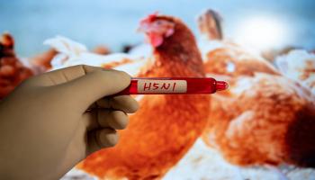 ظهور فيروس أنفلونزا الطيور H5N1 في ألمانيا