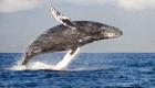 Photos - Les baleines à bosse font une rare apparition dans les eaux britanniques