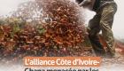 Cacao : l’alliance Côte d’Ivoire-Ghana fragilisée par les difficultés d’Accra ? (Gallérie graphie)