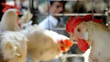 انتشار إنفلونزا الطيور في إيران
