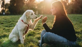 الكلاب يمكن أن تُدمن ألعابها مثل البشر