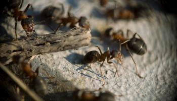 نمل- أرشيفية