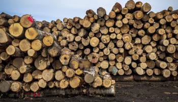 تجارة الأخشاب في أمريكا الشمالية