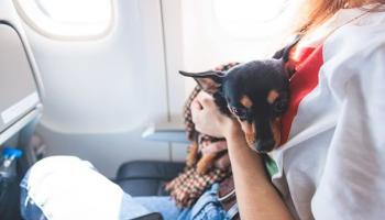 الحيوانات على متن الرحلات الجوية