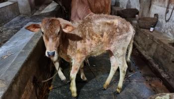 التهاب الجلد العقدي في الماشية